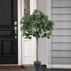 a potted plant sitting in front of a black door