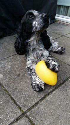 a black and white dog laying on the ground with a yellow frisbee in its mouth