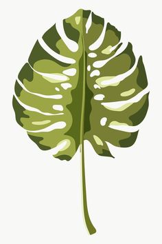 a large green leaf on a white background