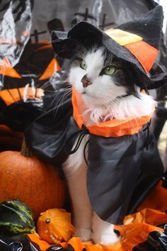 a black and white cat wearing a witches costume