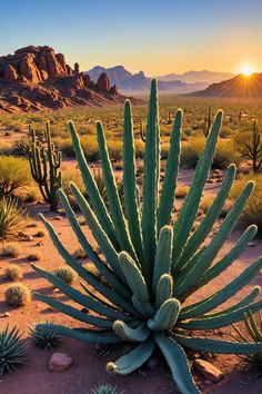 🌵 Phoenix: Teen Adventures Unleashed 🎢🔬🎨 Best Things To Do In Arizona, Things To Do In Phoenix Arizona Summer, Hiking Near Phoenix Az, Hiking Phoenix Az, Arizona Tourist Attractions, Tempe Town Lake, Phoenix Arizona Downtown, Indoor Skydiving, Phoenix Art Museum