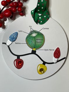 a white plate topped with a diagram of the structure of a plant and some red berries