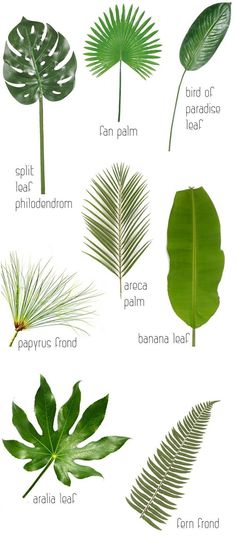 different types of leaves and their names