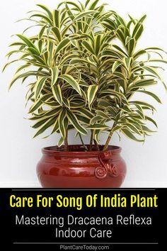 a potted plant with the words care for song of india plant mastering dracaena reflex