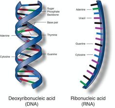 the structure of a double - stranded, multi - stranded human cell is depicted in this diagram