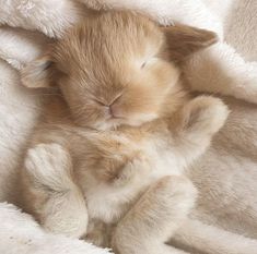 an orange and white kitten sleeping on top of a bed covered in fluffy white blankets