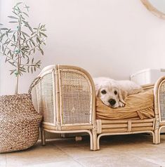 a dog laying on top of a wicker bed next to a potted plant