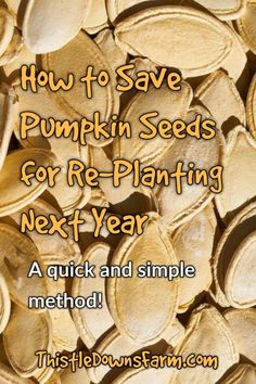 pumpkin seeds with the words how to save pumpkin seeds for re - planting next - year