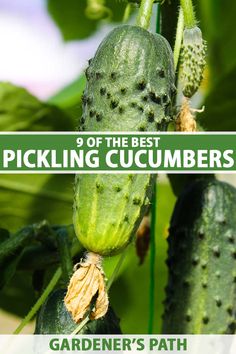 pickling cucumbers growing in the garden with text overlay that reads, 9 of the best picking cucumbers