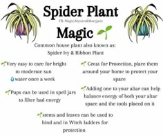 spider plant magic poster with instructions to use it