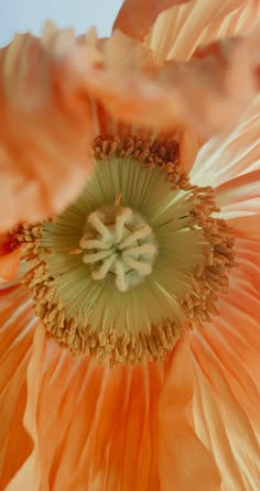 an orange flower that is blooming in the sun