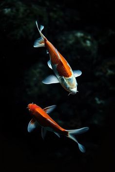 two orange and white fish swimming next to each other in the dark water with rocks behind them