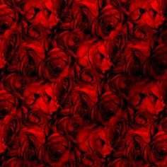 red roses are arranged in rows on a black background