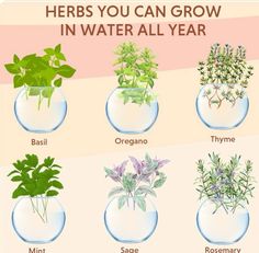 there are many different types of plants in the vases that you can grow in water all year