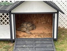 a tortoise laying in an outdoor dog house