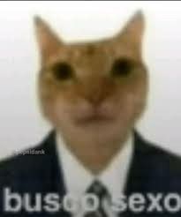 an orange cat wearing a suit and tie with the words busosexo on it