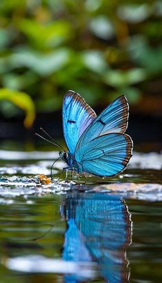 a blue butterfly sitting on top of a body of water