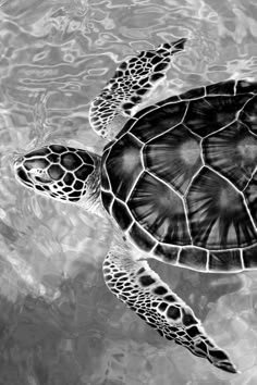 a black and white photo of a sea turtle