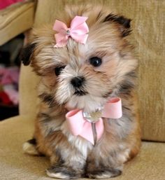 a small dog with a pink bow sitting on top of a brown chair next to a stuffed animal