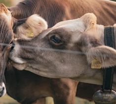 two cows with tags on their ears standing next to each other