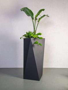 a plant in a black triangular vase on a table with white wall and grey floor