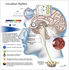 the human brain is shown with different functions