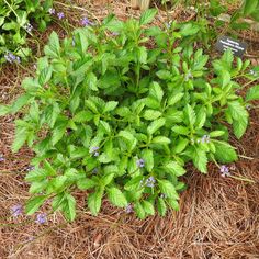 a plant with green leaves and purple flowers growing in the ground next to some straw