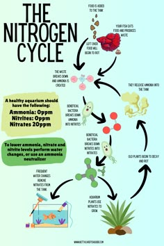 an info poster showing the life cycle of a frog