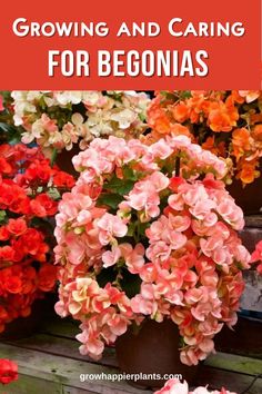 some pink and orange flowers with the words growing and caring for begons on it