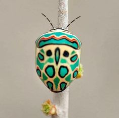 Picasso Bug, National Geographic Wild, Picasso Paintings