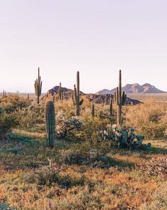 the desert has many cacti in it