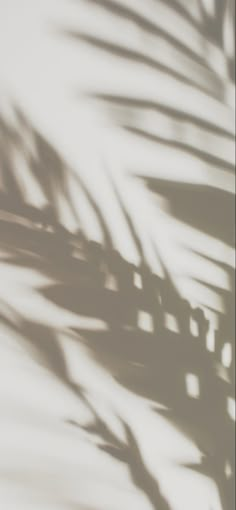 the shadow of a palm tree leaves on a white wall