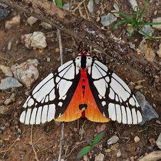 an orange and white butterfly sitting on top of a dirt ground next to a tree branch