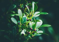 some green leaves and berries on a tree