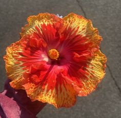 an orange and yellow flower with red stamens on it's center piece