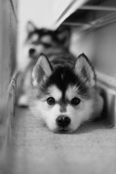 black and white photo of two puppies peeking out from under a shelf