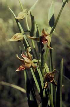 Epipactis gigantea - Google Search Google Search