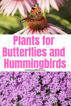 purple flowers with the words plants for butterflies and hummingbirds