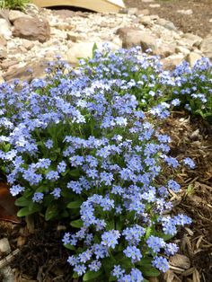 some blue flowers are growing in the dirt