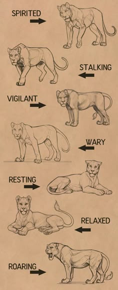 the different types of lions are shown in this diagram