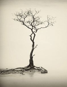 a lone tree is standing alone in the foggy water, with no leaves on it