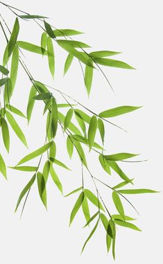 some green leaves are hanging from a branch on a white background with space for text