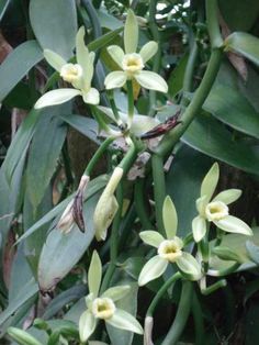 some white flowers are blooming on the tree