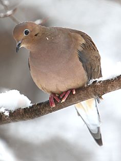 a bird is perched on a branch in the snow