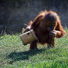 an orangutan holding a wooden barrel in its mouth