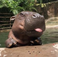 a hippopotamus sticking its tongue out while sitting in the water at the zoo