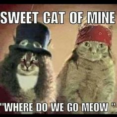 two cats wearing hats with caption that says, sweet cat of mine where do we go meow?