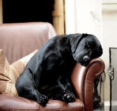 a large black dog sitting on top of a brown couch