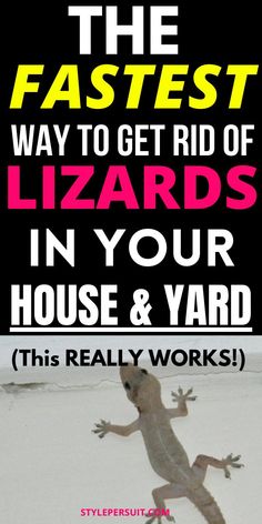 the fastest way to get rid of lizards in your house and yard