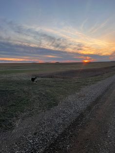 a dog running across a dirt road in the middle of a field at sunset or dawn